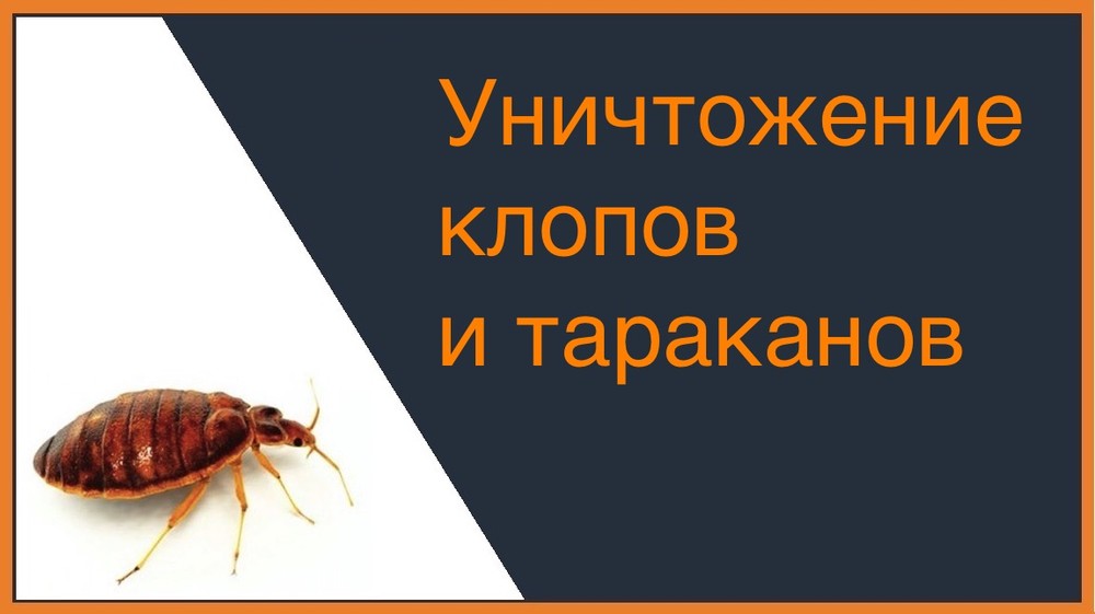 Уничтожение клопов и тараканов в Нижнем Новгороде