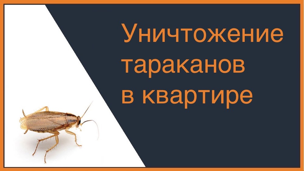 Уничтожение тараканов в квартире в Нижнем Новгороде