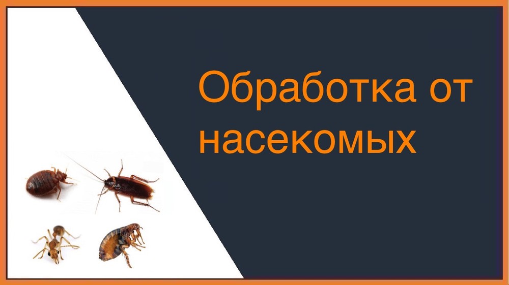 Обработка от насекомых в Нижнем Новгороде