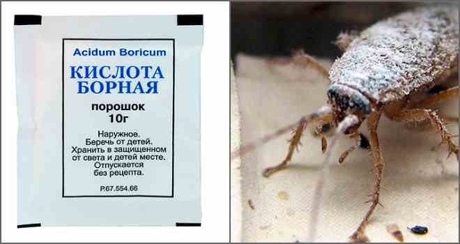 Борная кислота от тараканов – отзывы в Нижнем Новгороде