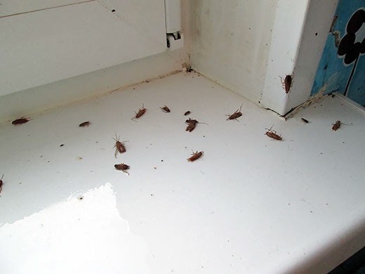 Дезинфекция от тараканов в Нижнем Новгороде – цены