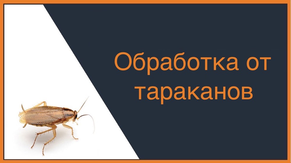 Обработка от тараканов в Нижнем Новгороде