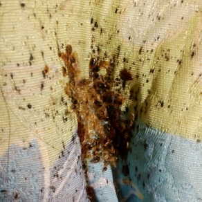 Уничтожение насекомых в Нижнем Новгороде (гостинка)