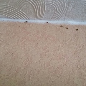 Выведение тараканов в квартире цена Нижний Новгород