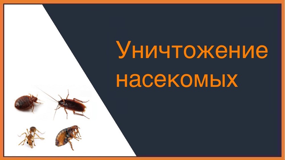 Уничтожение насекомых в Нижнем Новгороде