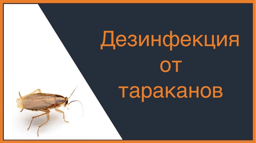Дезинфекция от тараканов в Нижнем Новгороде