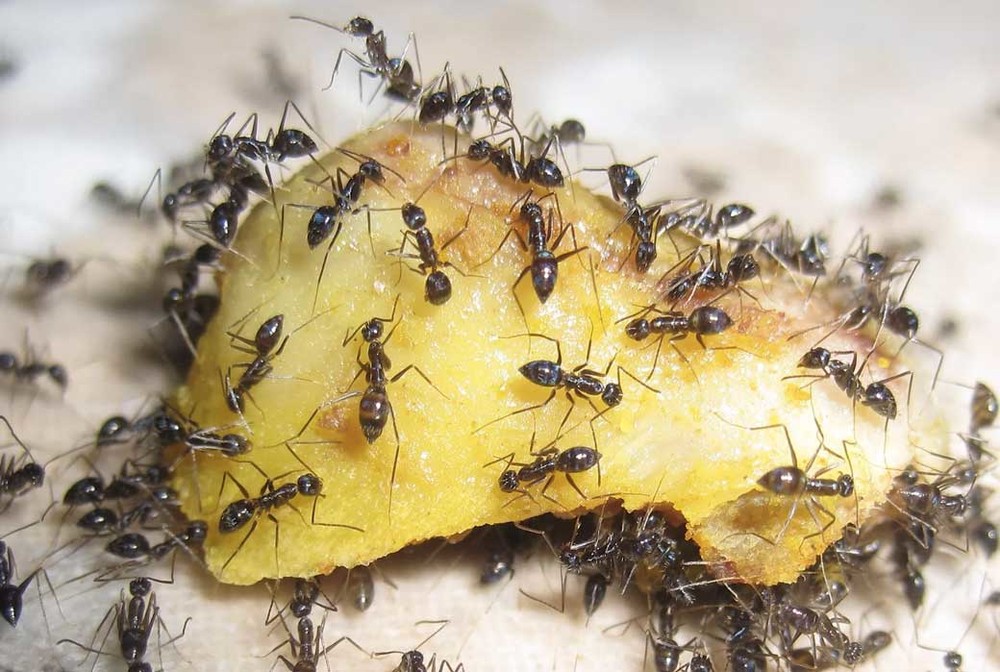 Уничтожение муравьев в квартире в Нижнем Новгороде